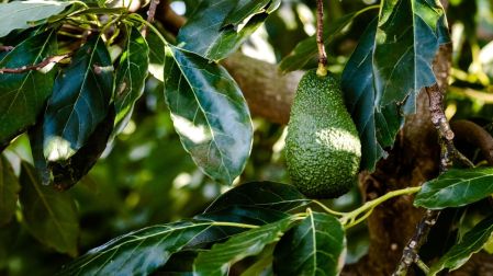 ¿Cómo eliminar la plaga de las hojas del árbol de aguacate?