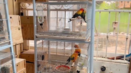 Las 252 aves permanecerán en las instalaciones donde fueron aseguradas, bajo la obligación de recibir los cuidados y alimentación necesarios.