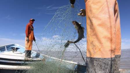 Se adelanta la temporada de curvina golfina en el Alto Golfo