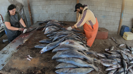 Se adelanta la temporada de curvina golfina en el Alto Golfo.