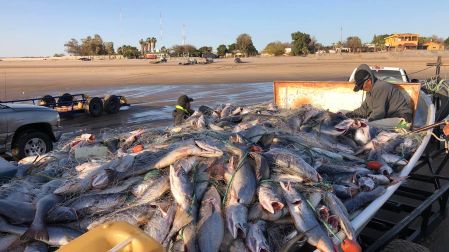 Se adelanta la temporada de curvina golfina en el Alto Golfo.