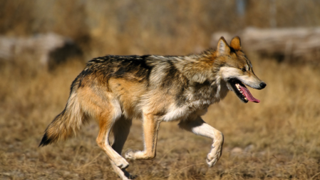 Lobo mexicano