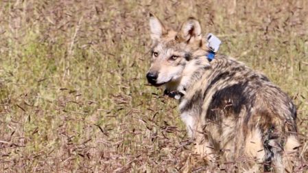 Lobo mexicano