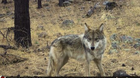 Lobo mexicano