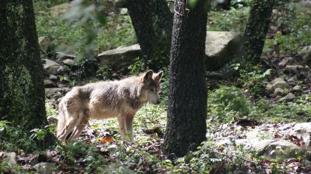 Lobo mexicano
