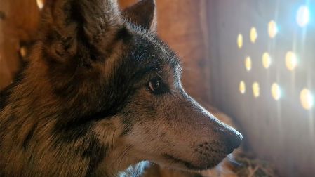 Lobo mexicano