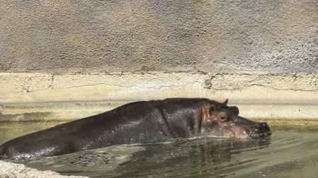 La Secretaría del Medio Ambiente (Sedema) afirmó que los animales están en buenas condiciones.