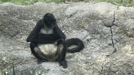 Visitantes consultados destacaron que observaron a los animales apáticos.