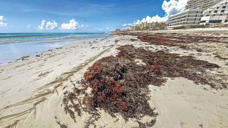 Playa de Cancún, Quintana Roo, afectada por sargazo.