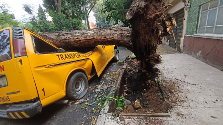 Árbol derribado sobre una camioneta amarilla de transporte escolar estacionada en una calle de Azcapotzalco, Ciudad de México.