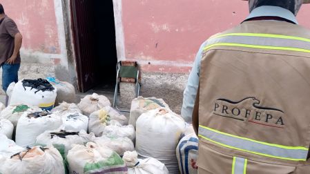 La Profepa recordó que quienes recolectan, transportan o almacenan productos forestales deben acreditar su legal procedencia.
