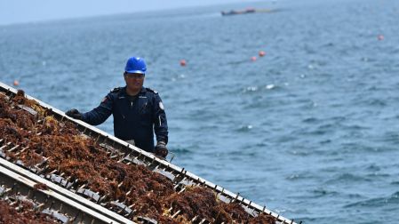La Marina mantiene desplegados 11 buques sargaceros costeros, cada uno con capacidad para recolectar 20 toneladas.