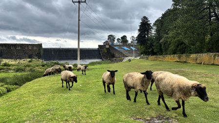 Rebaño de ovejas pastando en áreas verdes frente a la cortina de la Presa Villa Victoria de la Conagua.