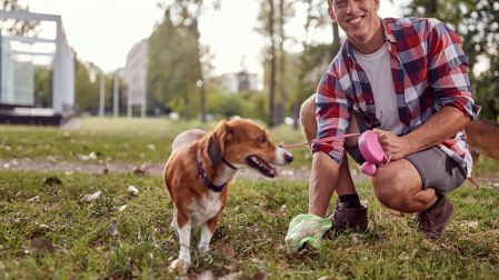 Esto revelan las heces de tu mascota de su salud