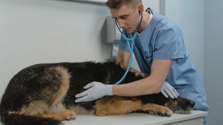 Esto revelan las heces de tu mascota de su salud
