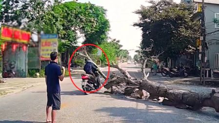 Motociclista muere aplastado por árbol que estaban talando en carretera de Vietnam