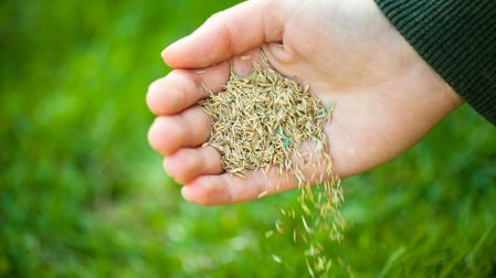 Plantas para reemplazar el pasto y mantener tu jardín verde