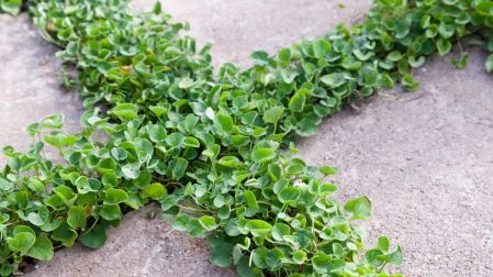 Plantas para reemplazar el pasto y mantener tu jardín verde