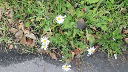 Plantas para reemplazar el pasto y mantener tu jardín verde