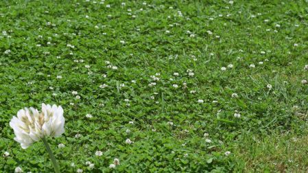 Plantas para reemplazar el pasto y mantener tu jardín verde