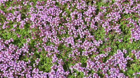 Plantas para reemplazar el pasto y mantener tu jardín verde