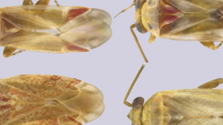 Taylor Swift inspira a nombres de nuevos insectos descubiertos en Australia.