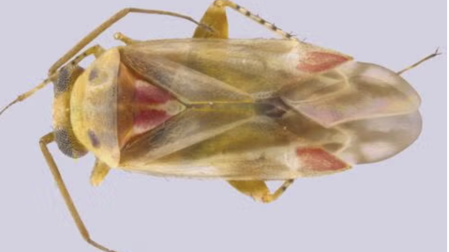 Taylor Swift inspira a nombres de nuevos insectos descubiertos en Australia.