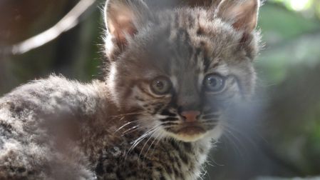 El lince rojo se encuentra clasificado en la categoría de “Preocupación Menor” de acuerdo con la Unión Internacional para la Conservación de la Naturaleza