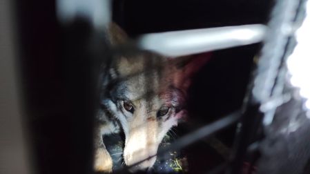 Después de más de 50 años de ausencia en la región, el Lobo Mexicano regresó a su área de distribución histórica.