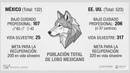 En 2026 se alcanzó un logro histórico al iniciar la reintroducción de esta especie en los bosques de la Sierra Madre Occidental, en Durango.