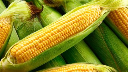 Elote amarillo