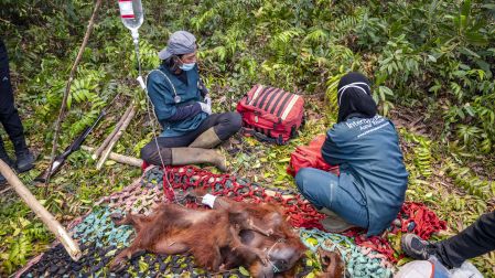 This handout image taken on September 18, 2026 and released on September 19 by Indonesia's Ministry of Forestry and International Animal Rescue Indonesia (YIARI) shows joint team members from the West Kalimantan Natural Resources Conservation Agency (BKSDA) and YIARI evacuating a mother orangutan and her baby trapped by smoke from forest and land fires in a palm oil plantation area in Pelang village, Ketapang, West Kalimantan. The mother orangutan, estimated to be around 15 years old, and her one-to-two-month-old baby survived in a narrow 400-square-meter area surrounded by oil palm trees and partially scorched land. Indonesia has struggled for weeks to contain fires that have scorched large tracts of Borneo and Sumatra, with the smoke drifting across the region. (Photo by Handout / Yayasan Inisiasi Alam Rehabilitasi Indonesia (YIARI) / AFP) / -----EDITORS NOTE --- RESTRICTED TO EDITORIAL USE - MANDATORY CREDIT "AFP PHOTO / Yayasan Inisiasi Alam Rehabilitasi Indonesia (YIARI) " - NO MARKETING - NO ADVERTISING CAMPAIGNS - DISTRIBUTED AS A SERVICE TO CLIENTS