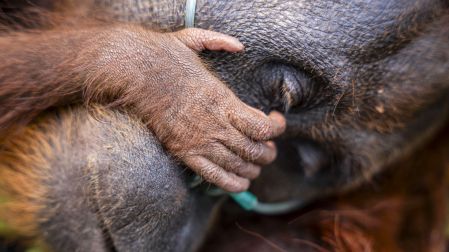 This handout image taken on September 18, 2026 and released on September 19 by Indonesia's Ministry of Forestry and International Animal Rescue Indonesia (YIARI) shows a mother orangutan and her baby being evacuated by joint team members from the West Kalimantan Natural Resources Conservation Agency (BKSDA) and YIARI after they were trapped by smoke from forest and land fires in a palm oil plantation area in Pelang village, Ketapang, West Kalimantan. The mother orangutan, estimated to be around 15 years old, and her one-to-two-month-old baby survived in a narrow 400-square-meter area surrounded by oil palm trees and partially scorched land. Indonesia has struggled for weeks to contain fires that have scorched large tracts of Borneo and Sumatra, with the smoke drifting across the region. (Photo by Handout / Yayasan Inisiasi Alam Rehabilitasi Indonesia (YIARI) / AFP) / -----EDITORS NOTE --- RESTRICTED TO EDITORIAL USE - MANDATORY CREDIT "AFP PHOTO / Yayasan Inisiasi Alam Rehabilitasi Indonesia (YIARI) " - NO MARKETING - NO ADVERTISING CAMPAIGNS - DISTRIBUTED AS A SERVICE TO CLIENTS