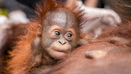 This handout image taken on September 18, 2026 and released on September 19 by Indonesia's Ministry of Forestry and International Animal Rescue Indonesia (YIARI) shows a baby orangutan and mother being evacuated by joint team members from the West Kalimantan Natural Resources Conservation Agency (BKSDA) and YIARI after they were trapped by smoke from forest and land fires in a palm oil plantation area in Pelang village, Ketapang, West Kalimantan. The mother orangutan, estimated to be around 15 years old, and her one-to-two-month-old baby survived in a narrow 400-square-meter area surrounded by oil palm trees and partially scorched land. Indonesia has struggled for weeks to contain fires that have scorched large tracts of Borneo and Sumatra, with the smoke drifting across the region. (Photo by Handout / Yayasan Inisiasi Alam Rehabilitasi Indonesia (YIARI) / AFP) / -----EDITORS NOTE --- RESTRICTED TO EDITORIAL USE - MANDATORY CREDIT "AFP PHOTO / Yayasan Inisiasi Alam Rehabilitasi Indonesia (YIARI) " - NO MARKETING - NO ADVERTISING CAMPAIGNS - DISTRIBUTED AS A SERVICE TO CLIENTS