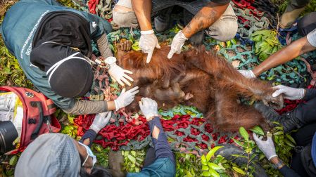 This handout image taken on September 18, 2026 and released on September 19 by Indonesia's Ministry of Forestry and International Animal Rescue Indonesia (YIARI) shows joint team members from the West Kalimantan Natural Resources Conservation Agency (BKSDA) and YIARI evacuating a mother orangutan and her baby trapped by smoke from forest and land fires in a palm oil plantation area in Pelang village, Ketapang, West Kalimantan. The mother orangutan, estimated to be around 15 years old, and her one-to-two-month-old baby survived in a narrow 400-square-meter area surrounded by oil palm trees and partially scorched land. Indonesia has struggled for weeks to contain fires that have scorched large tracts of Borneo and Sumatra, with the smoke drifting across the region. (Photo by Handout / Yayasan Inisiasi Alam Rehabilitasi Indonesia (YIARI) / AFP) / -----EDITORS NOTE --- RESTRICTED TO EDITORIAL USE - MANDATORY CREDIT "AFP PHOTO / Yayasan Inisiasi Alam Rehabilitasi Indonesia (YIARI) " - NO MARKETING - NO ADVERTISING CAMPAIGNS - DISTRIBUTED AS A SERVICE TO CLIENTS