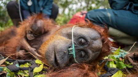 This handout image taken on September 18, 2026 and released on September 19 by Indonesia's Ministry of Forestry and International Animal Rescue Indonesia (YIARI) shows a mother orangutan and her baby being evacuated by joint team members from the West Kalimantan Natural Resources Conservation Agency (BKSDA) and YIARI after they were trapped by smoke from forest and land fires in a palm oil plantation area in Pelang village, Ketapang, West Kalimantan. The mother orangutan, estimated to be around 15 years old, and her one-to-two-month-old baby survived in a narrow 400-square-meter area surrounded by oil palm trees and partially scorched land. Indonesia has struggled for weeks to contain fires that have scorched large tracts of Borneo and Sumatra, with the smoke drifting across the region. (Photo by Handout / Yayasan Inisiasi Alam Rehabilitasi Indonesia (YIARI) / AFP) / -----EDITORS NOTE --- RESTRICTED TO EDITORIAL USE - MANDATORY CREDIT "AFP PHOTO / Yayasan Inisiasi Alam Rehabilitasi Indonesia (YIARI) " - NO MARKETING - NO ADVERTISING CAMPAIGNS - DISTRIBUTED AS A SERVICE TO CLIENTS