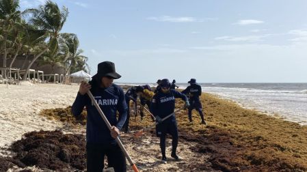 Semarnat urgió a países del Caribe a aplicar medidas en contra el sargazo, advirtió que en el punto más alto de la temporada llegan a circular hasta 90 mil toneladas al día en el Caribe Mexicano