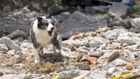 Perros rescatistas, Border Collie, Cruz Roja, emergencia
