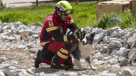 Perros rescatistas, Border Collie, Cruz Roja, emergencia