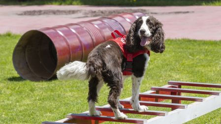 Perros rescatistas, Border Collie, Cruz Roja, emergencia