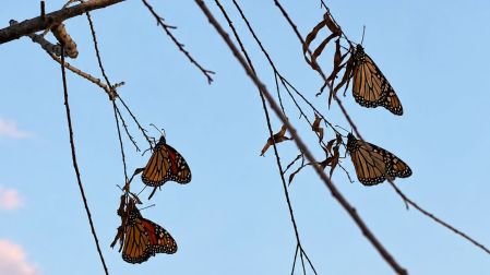 Primera percha de Mariposa Monarca en Acuña
