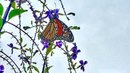 mariposas-monarca-coahuila