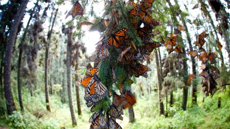 Mariposas monarca colgando de las ramas de los árboles donde se agrupan para pasar el invierno, en La Rosaria, Michoacán, México.