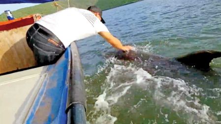 Un pescador acaricia al delfín Pechocho, en Topolobampo, Sinaloa.