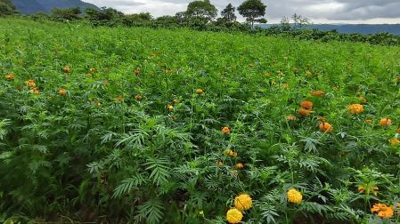 Los productores destacaron el valor socioeconómico que este cultivo representa para la región, ya que generan más de mil 800 empleos directos