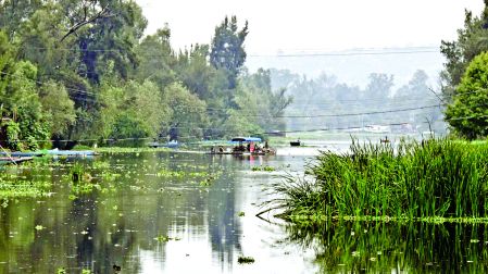 En zonas como San Lorenzo, vecinos, en colaboración con empresas privadas, han destruido barreras ecológicas y canales donde habitaba el anfibio.