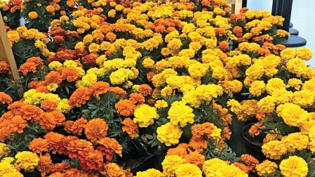 En puestos ambulantes y en negocios formales venden macetas de flor de cempasúchil de plástico.