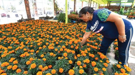 Los productores se enfrentan al cempasúchil chino que es una versión ornamental más pequeña y al de plástico.