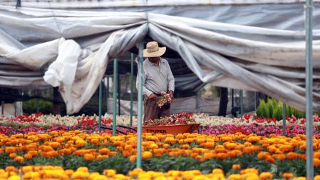 En la zona chinampera del barrio de Caltongo ya están casi listas miles de macetas con flores de cempasúchil para surtir mercados, tiendas y a clientes como alcaldías y gobiernos.
