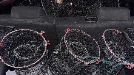 Por primera vez, detienen y procesan a saqueadores de tortuga Casquito de Vallarta